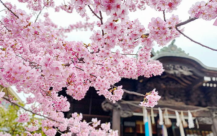 桜新町という街を愛して