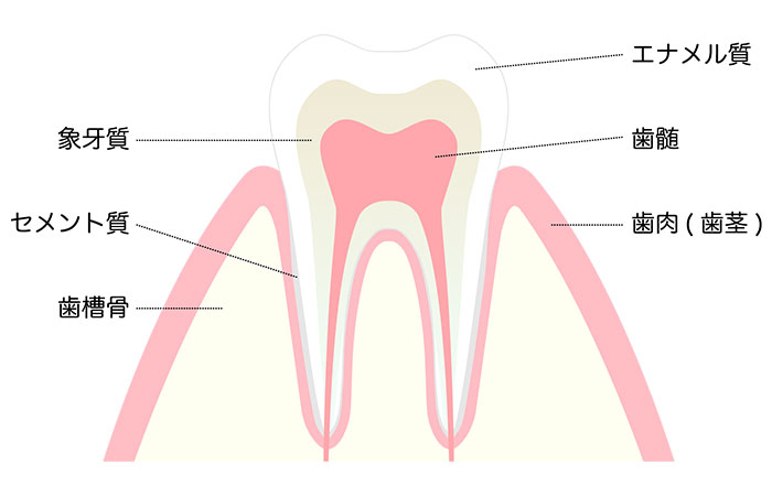 なぜ奥歯は虫歯になりやすい？：エナメル質が完成していないため