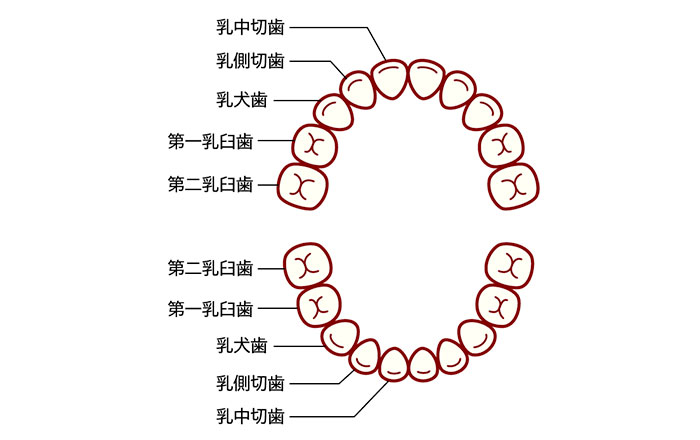 乳歯には、乳中切歯(にゅうちゅうせっし)・乳側切歯(にゅうそくせっし)・乳犬歯(にゅうけんし)・第一乳臼歯(だいいちにゅうきゅうし)・第二乳臼歯(だいににゅうきゅうし)の5種類があり、上下左右合わせて20本生えています。
