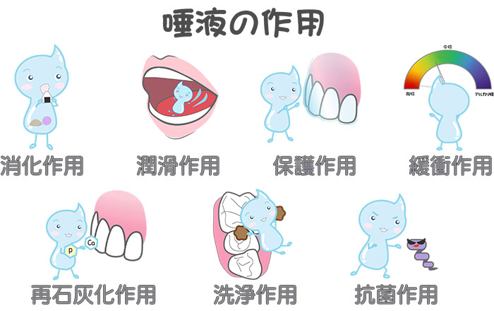 キシリトールガムの主な効果：唾液の分泌を促し、再石灰化を助ける