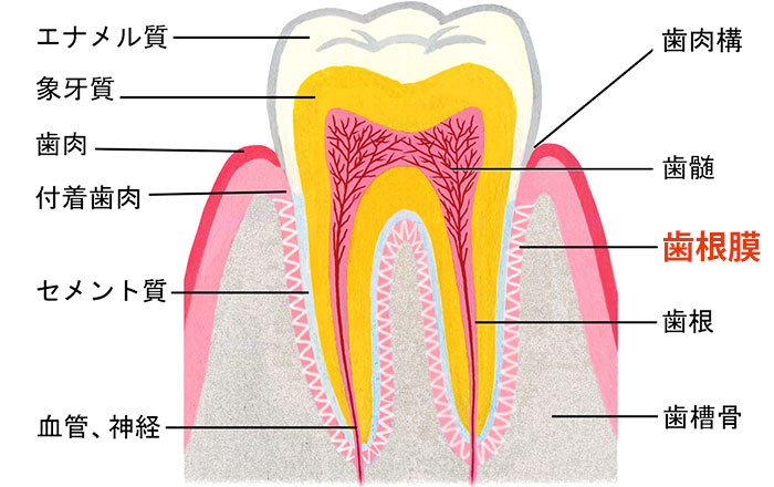 エクストリュージョンのメリット：自分の歯を残せる可能性がある